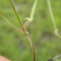 Vigna trilobata (L.) Verdc.